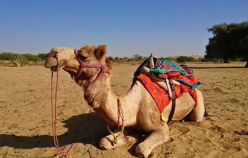 Marwar with Thar Desert – 5 Days