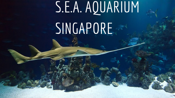 sea aquarium singapore