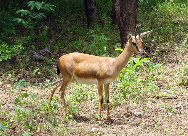 panna national park